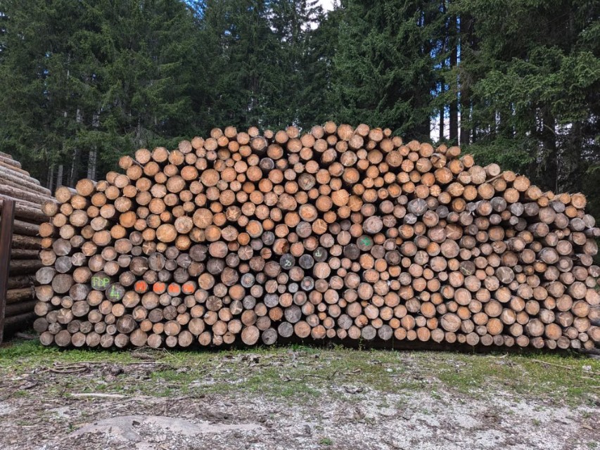 Stacked debarked pulp logs